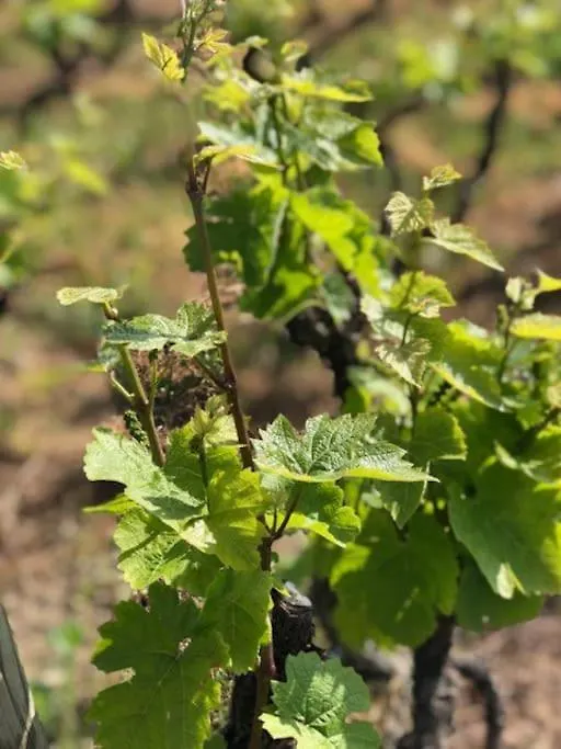 Διαμέρισμα Petit Gite De Javernieres Rez De Jardin Villié-Morgon Γαλλία